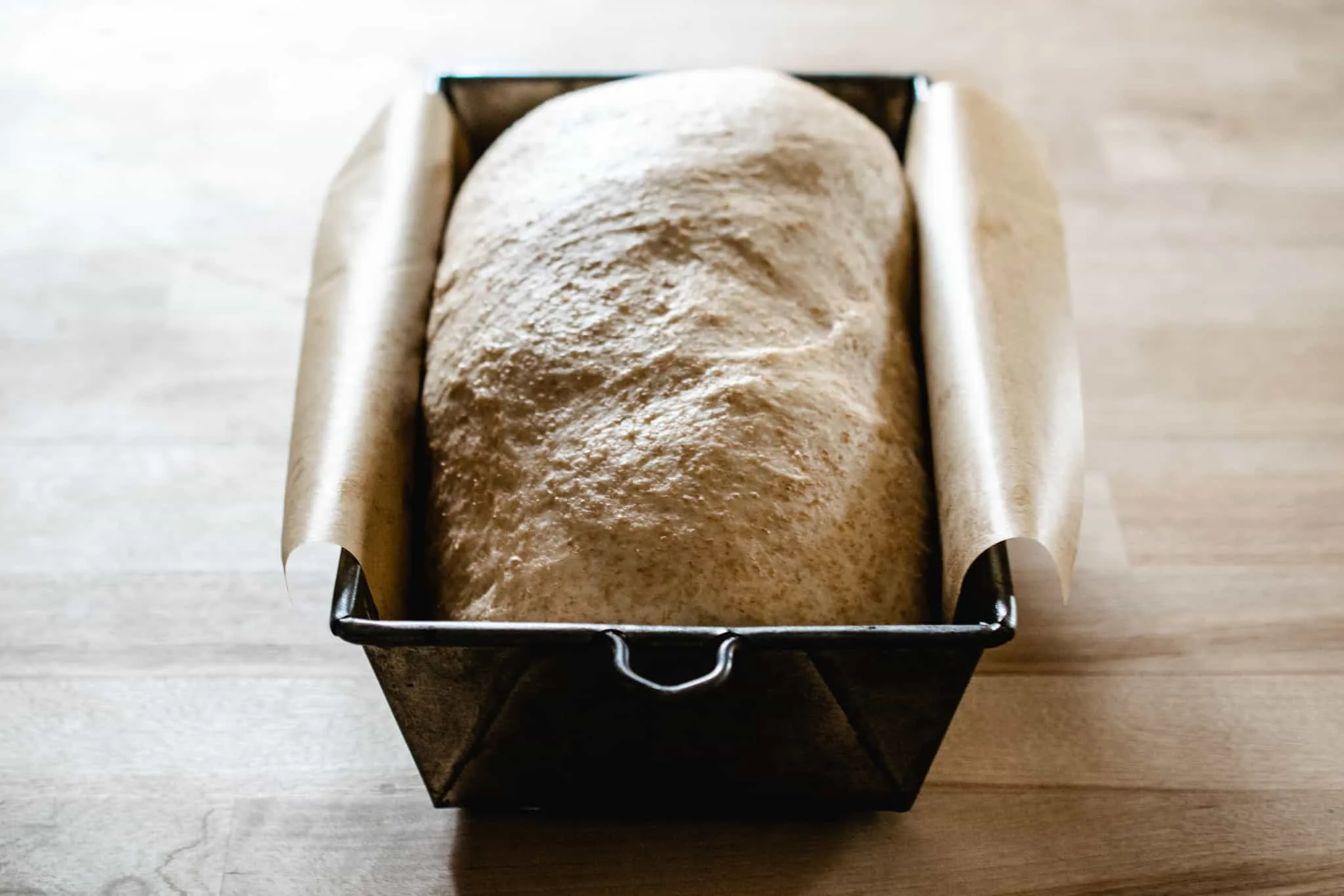 whole wheat dough in bread pan after second rise