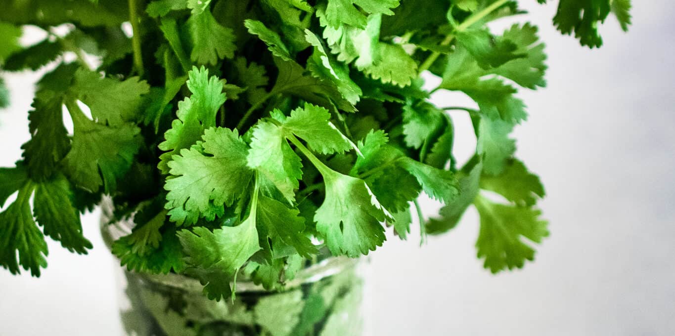 how to make cilantro last longer the frozen biscuit