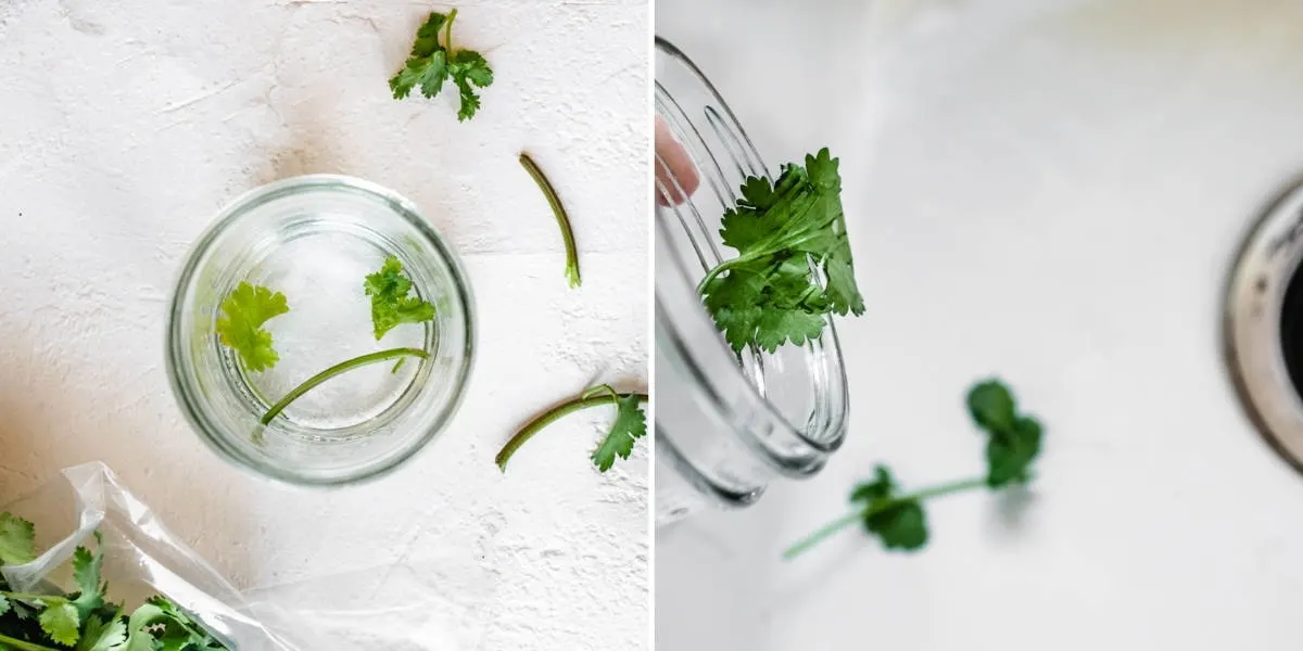 A glass jar of water and yellow cilantro leaves and stem pieces.