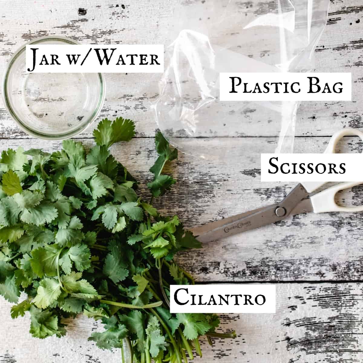 Cilantro, scissors, glass of water and a plastic bag.