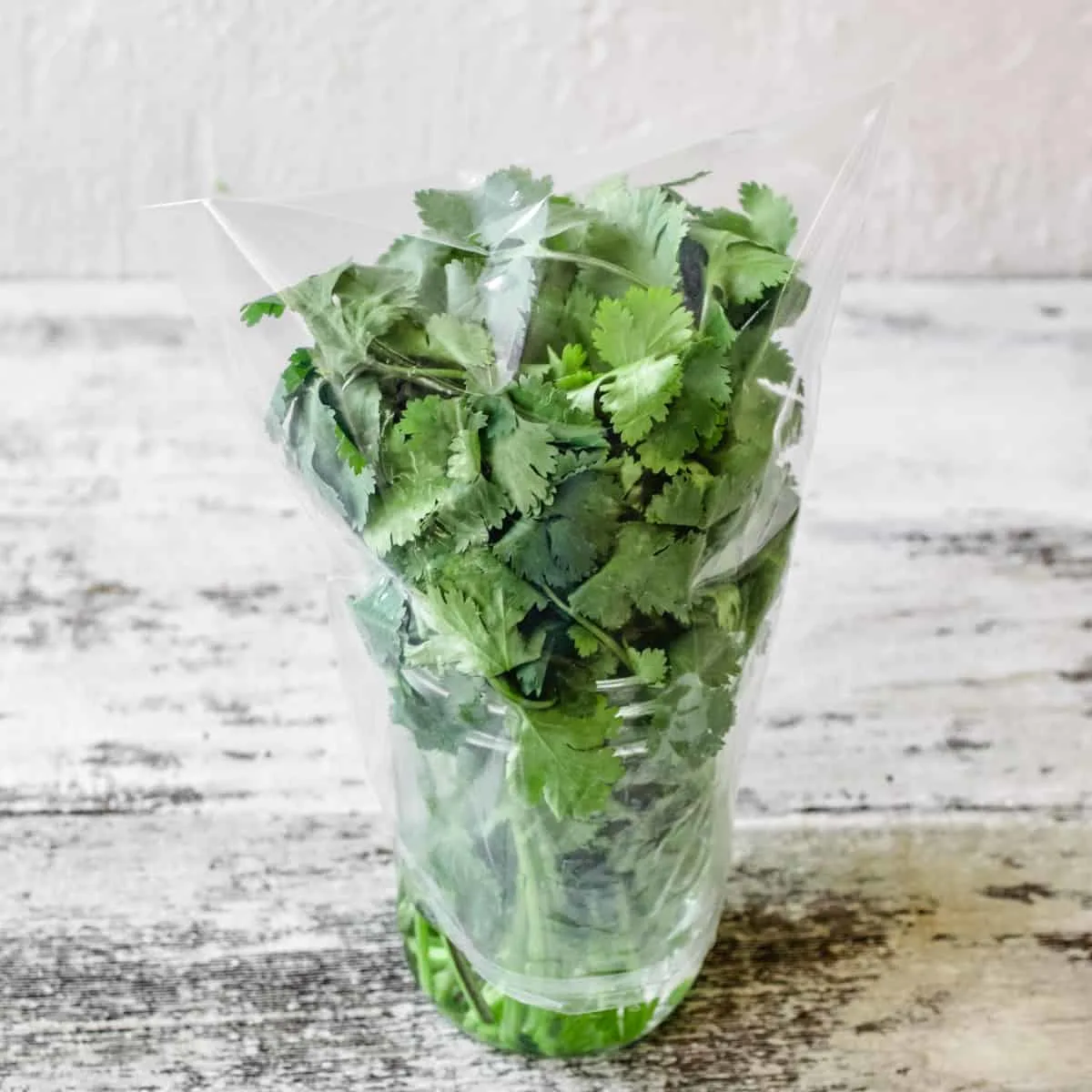 Cilantro in a glass jar of whatever covered with a plastic bag.
