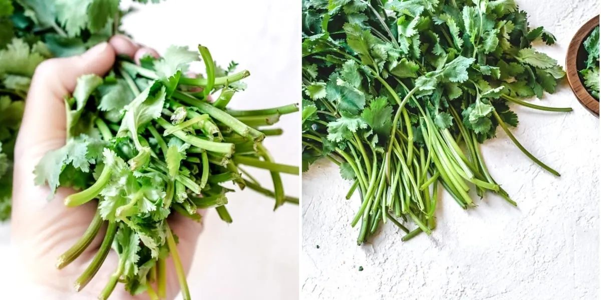 Debris and dead leaves cleaned out of cilantro stems.