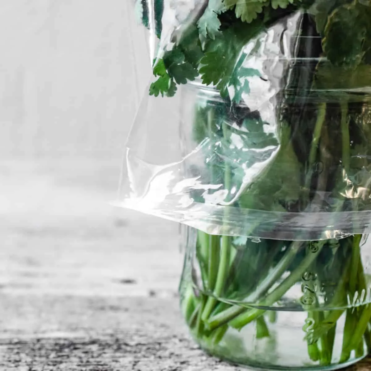 Cilantro stems in a jar with water, covered with a plastic bag.