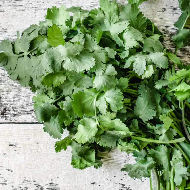 How to Keep Cilantro Fresh The Frozen Biscuit