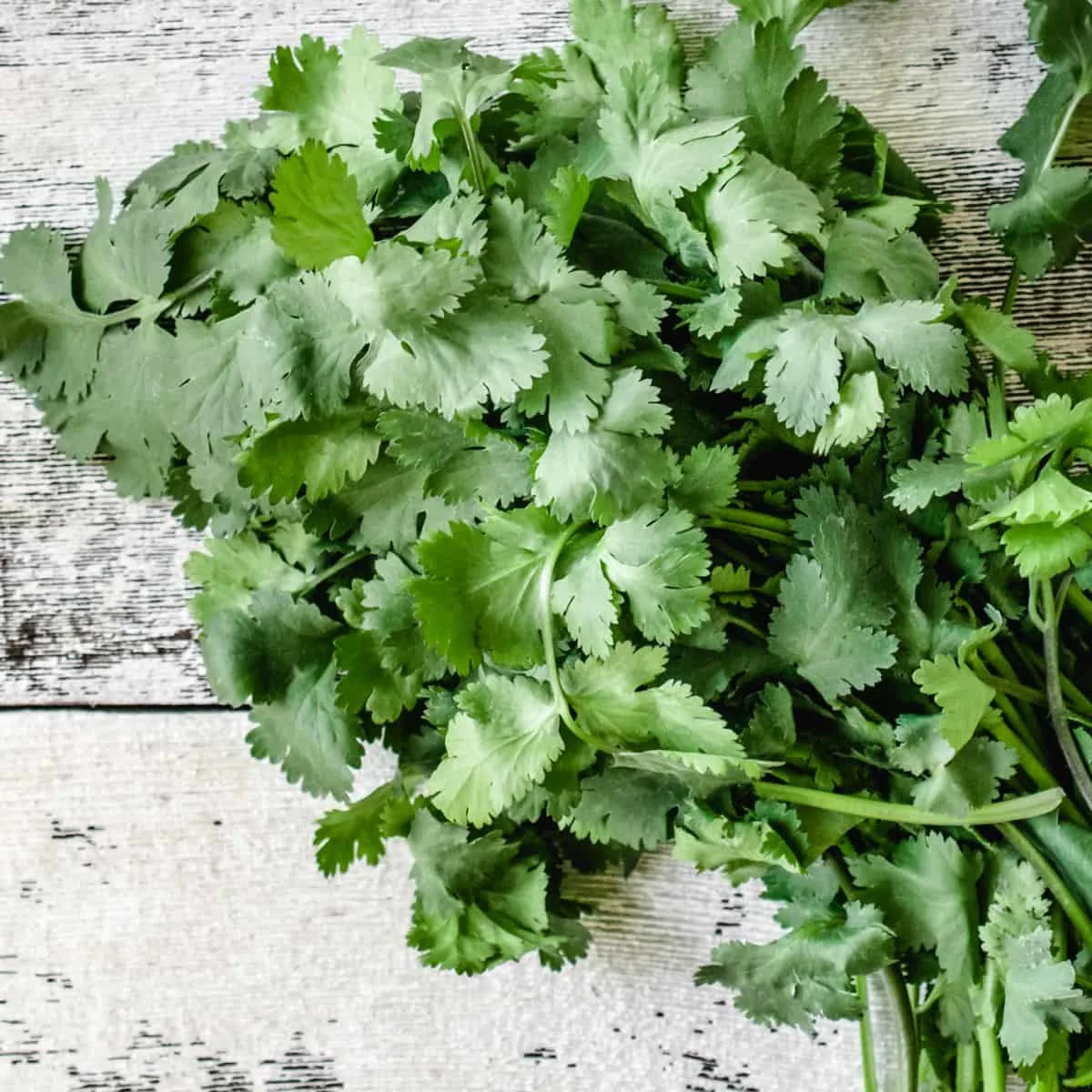 Fresh cilantro bundle on distressed white wooden background.