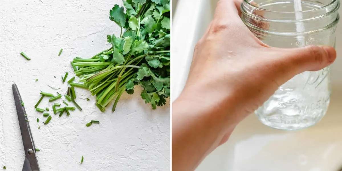 Trimming ends off cilantro stems and filling a glass of water.