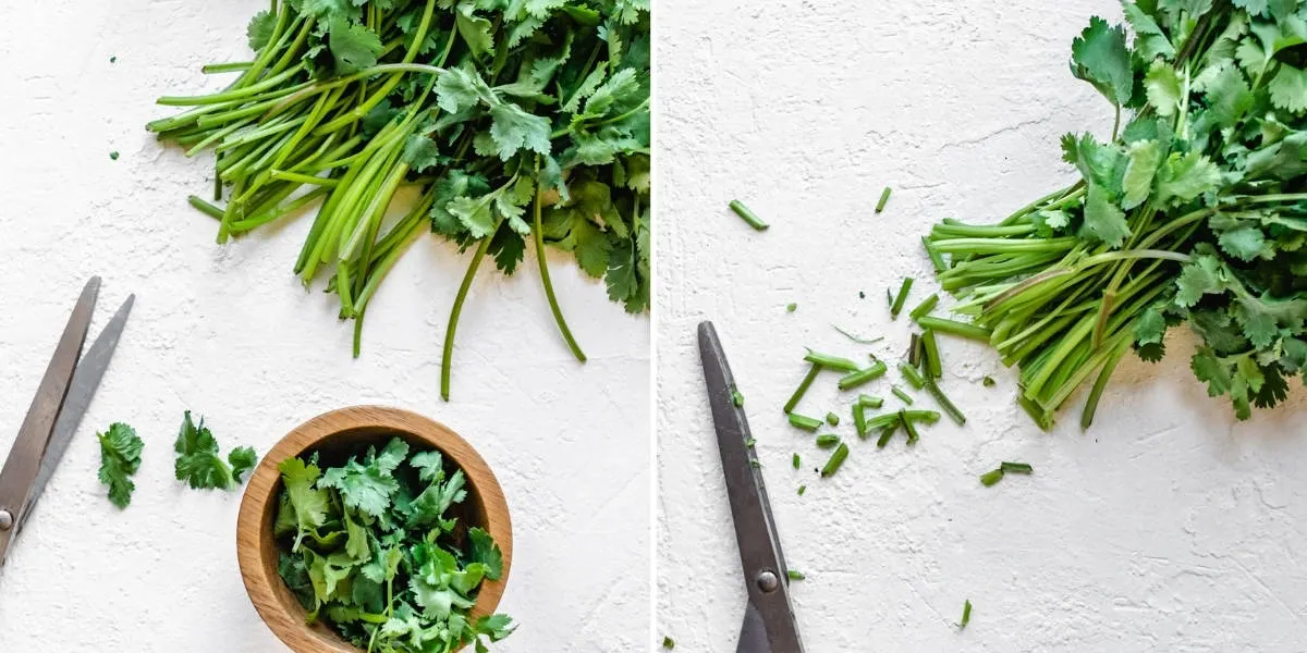 Trimming the ends of cilantro stems with a pair of scissors. 