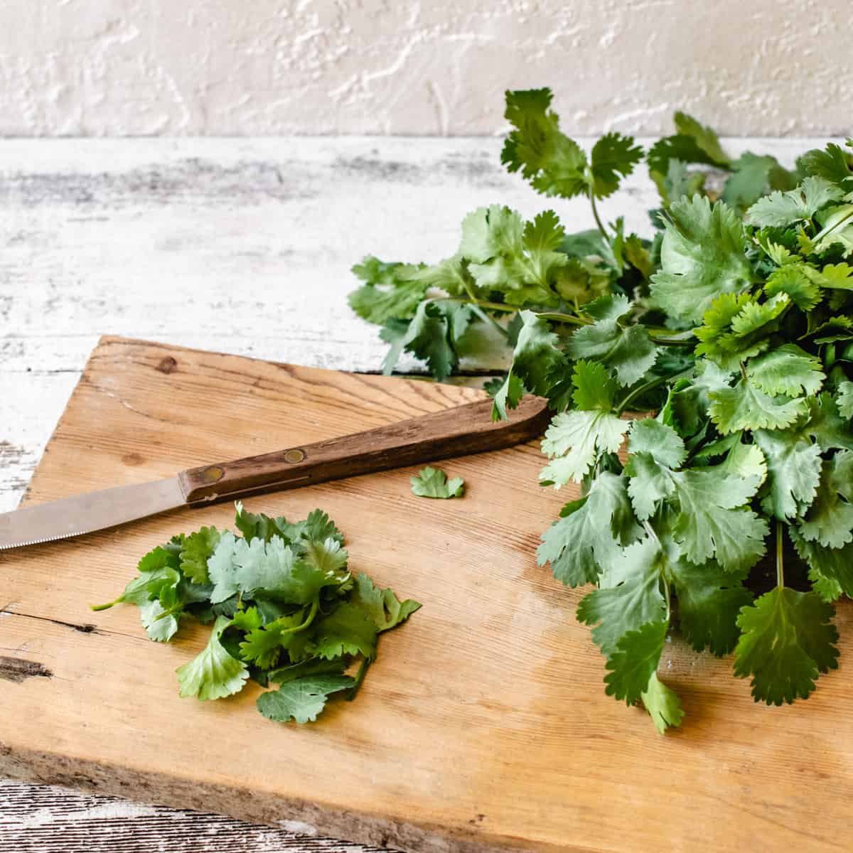 Fresh cilantro stems and leaves on a wooden cutting board with a knife.