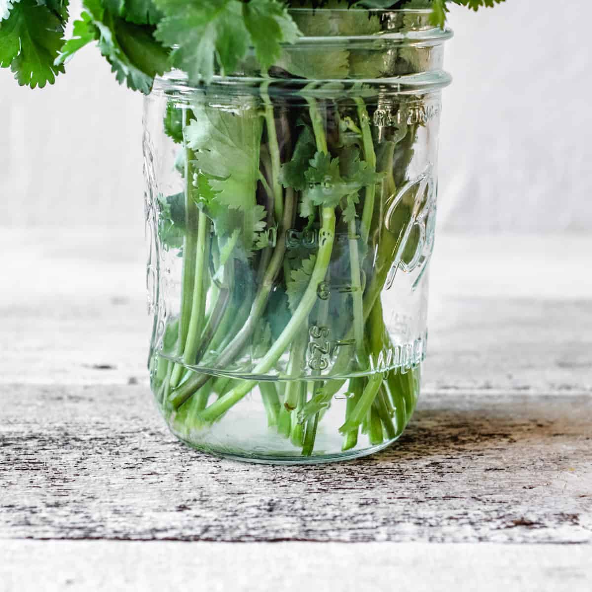 A glass mason jar with an inch of water holding cut cilantro stems.