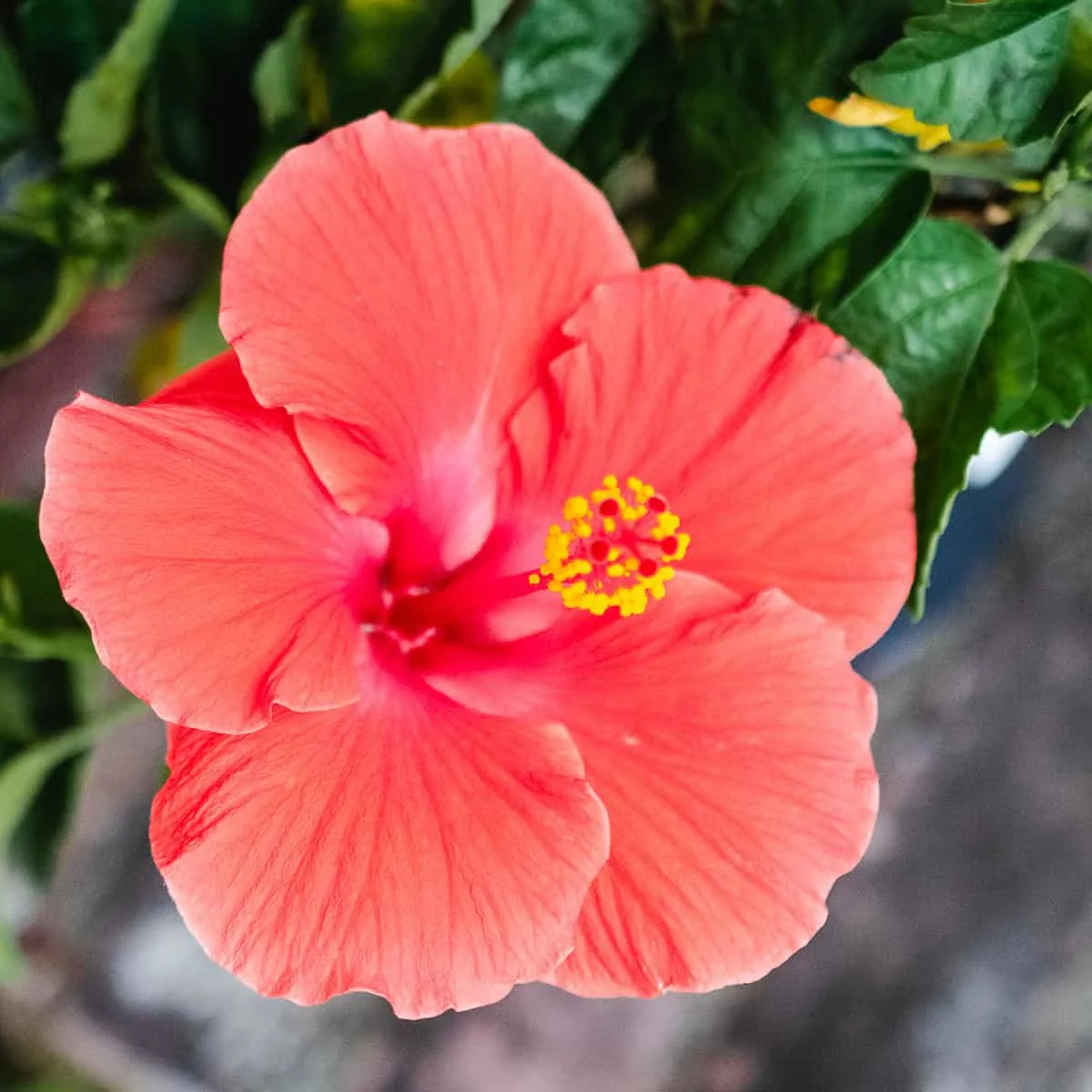 Red hibiscus flower plant. 