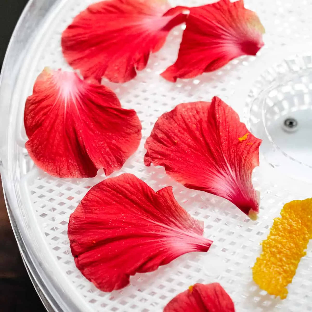 Hibiscus petals and orange peel zest in a food dehydrator. 